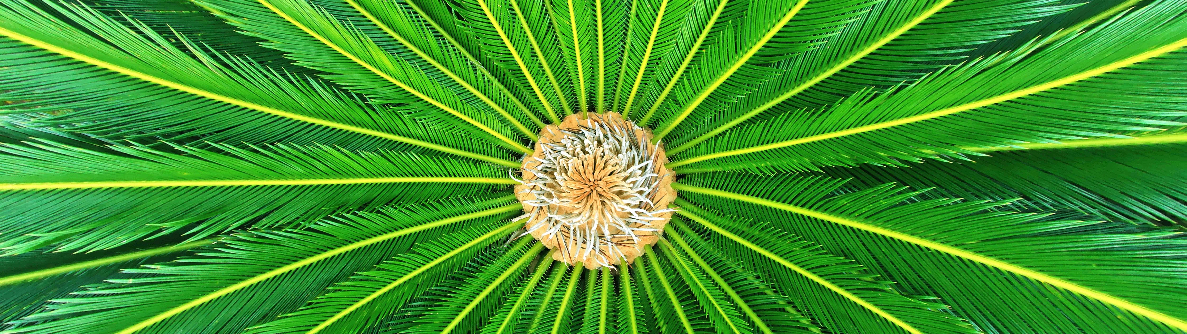 Cycas Revoluta.jpg