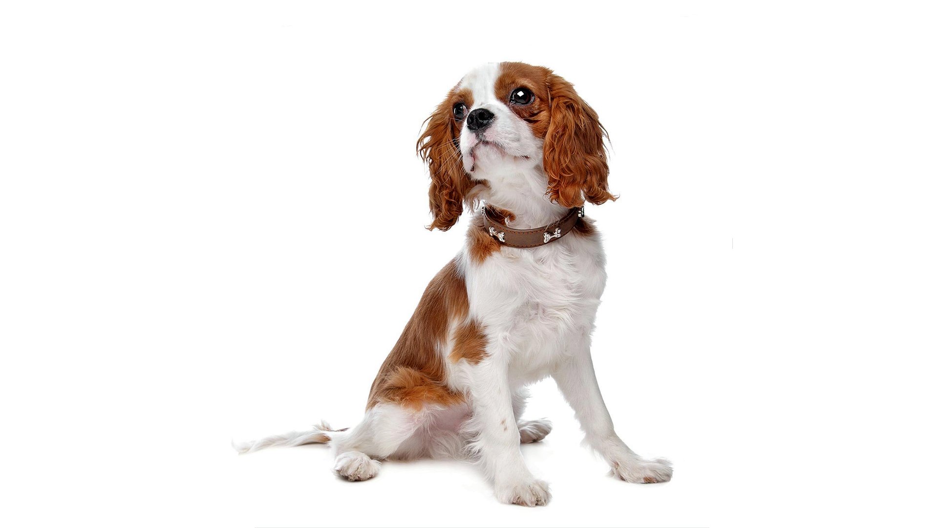 Cavalier King Charles Spaniel.jpg