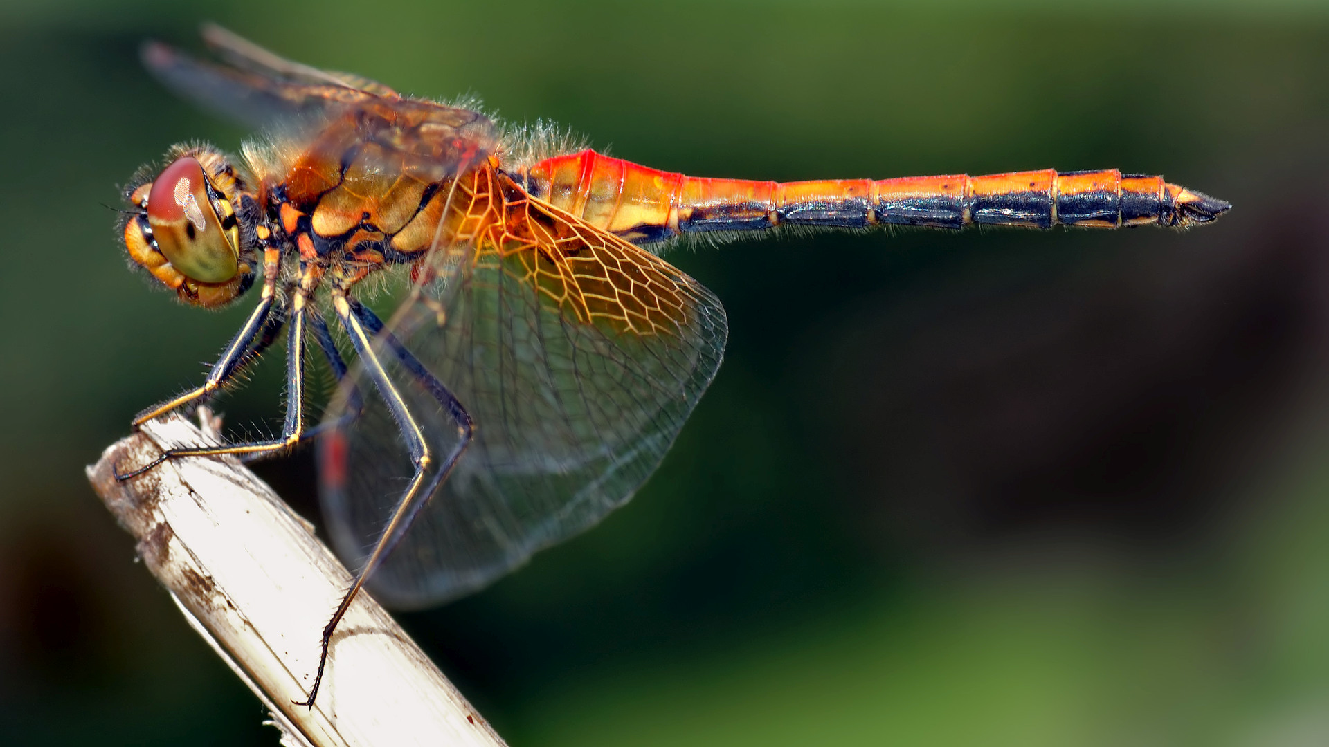 Sympetrum_flaveolum_-_side_(aka).jpg